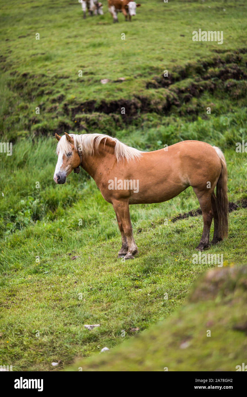 Comitiva de gado, peão de boiadeiro, boi, Cortege of Cattle, Peasant of  Cowboy, Ox, Bos taurus, Miranda, Mato Grosso do Sul, Brazil Stock Photo -  Alamy