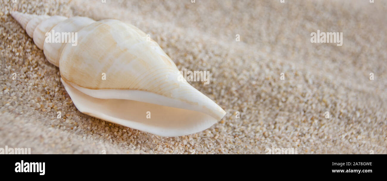 Shell on the beach Stock Photo - Alamy