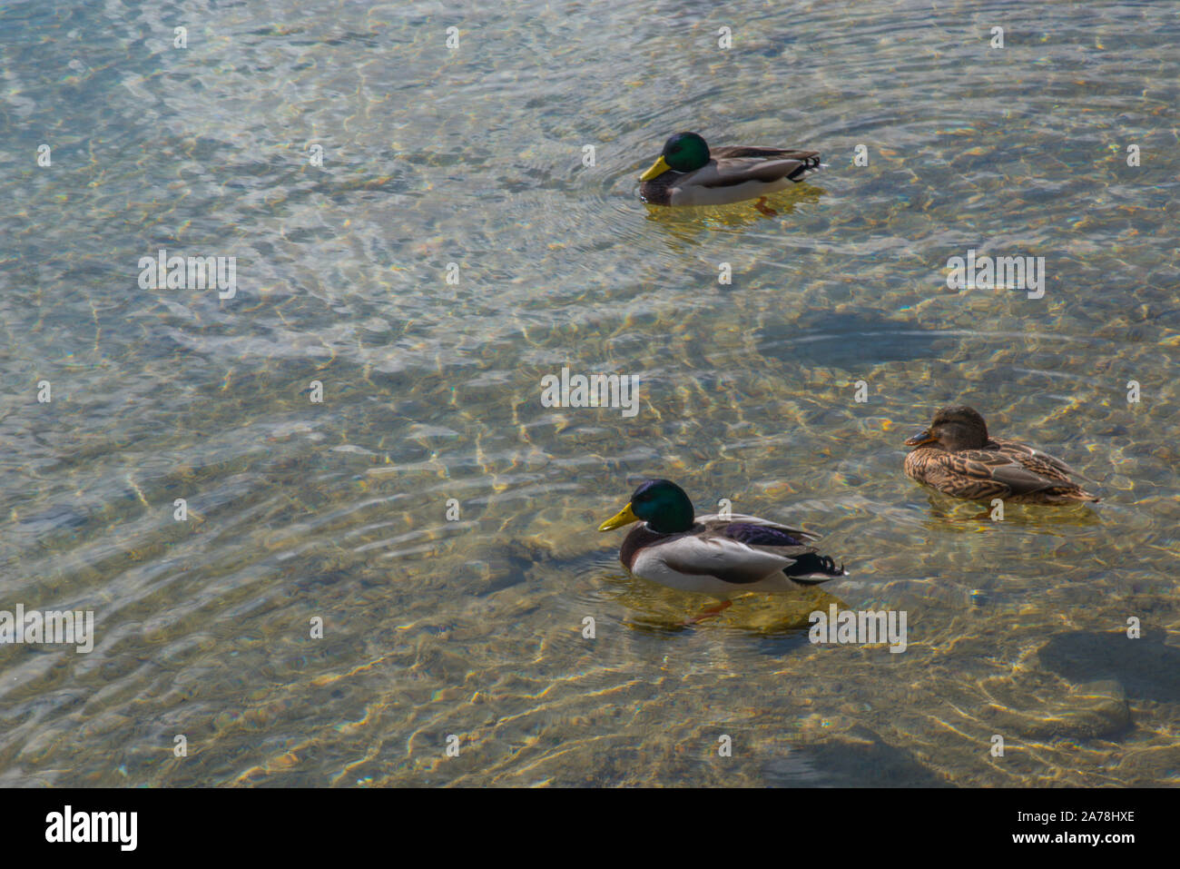 Three ducks swimming. Stock Photo