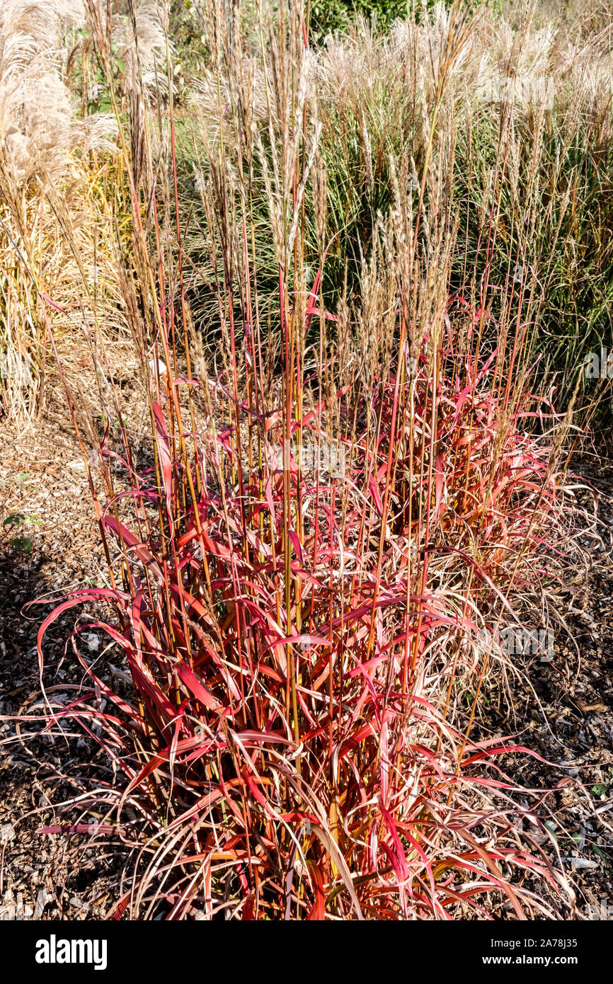 Miscanthus sinensis 'Ghana' Stock Photo