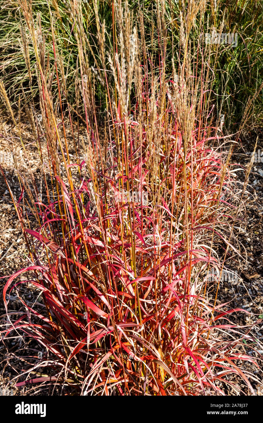 Miscanthus sinensis 'Ghana' Stock Photo