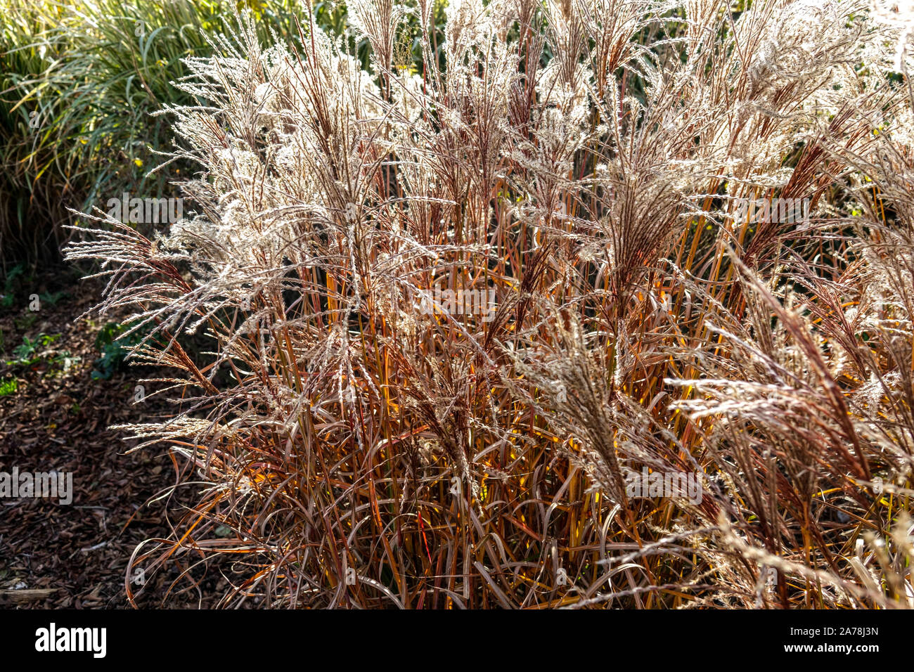 Miscanthus sinensis 'Ferner Osten' Stock Photo