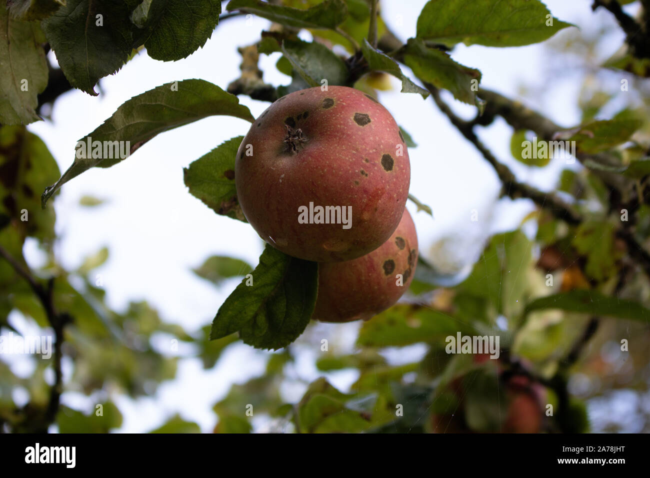 Autumn scab apples Stock Photo