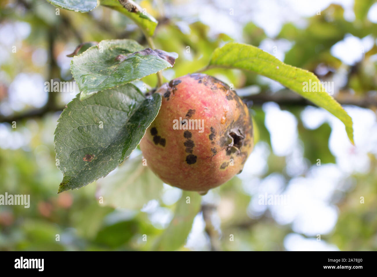 Autumn scab apple Stock Photo