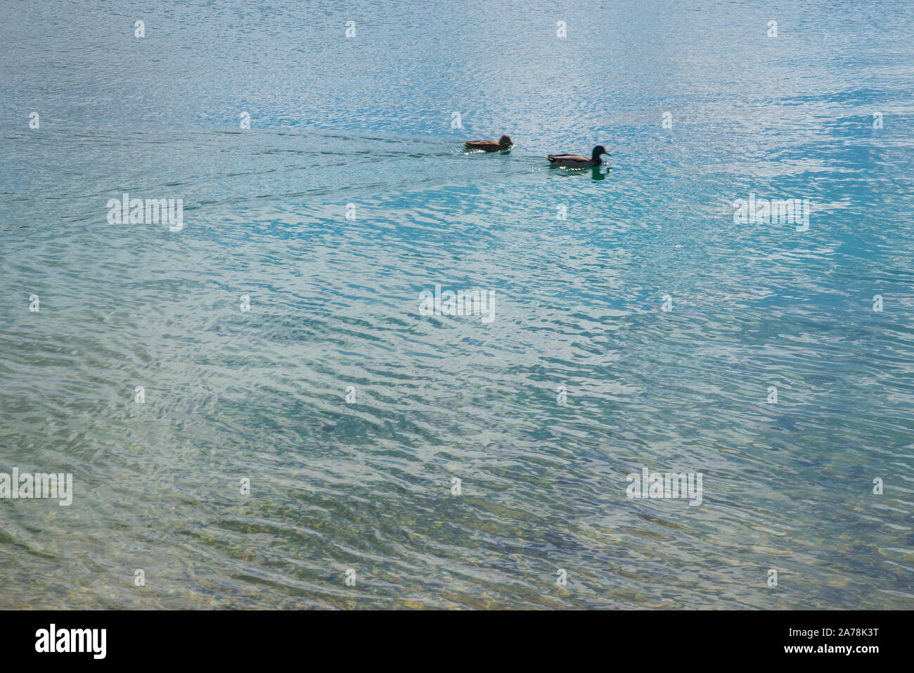 Water surface and two ducks. Stock Photo
