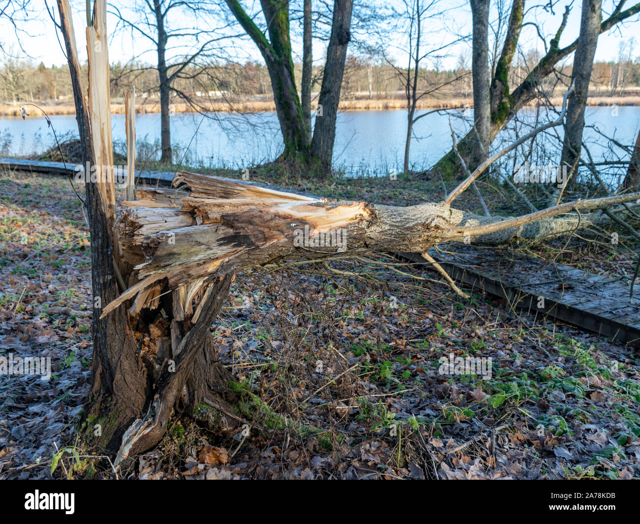 park landscape with broken tree on pedestrian wooden footpaths Stock ...