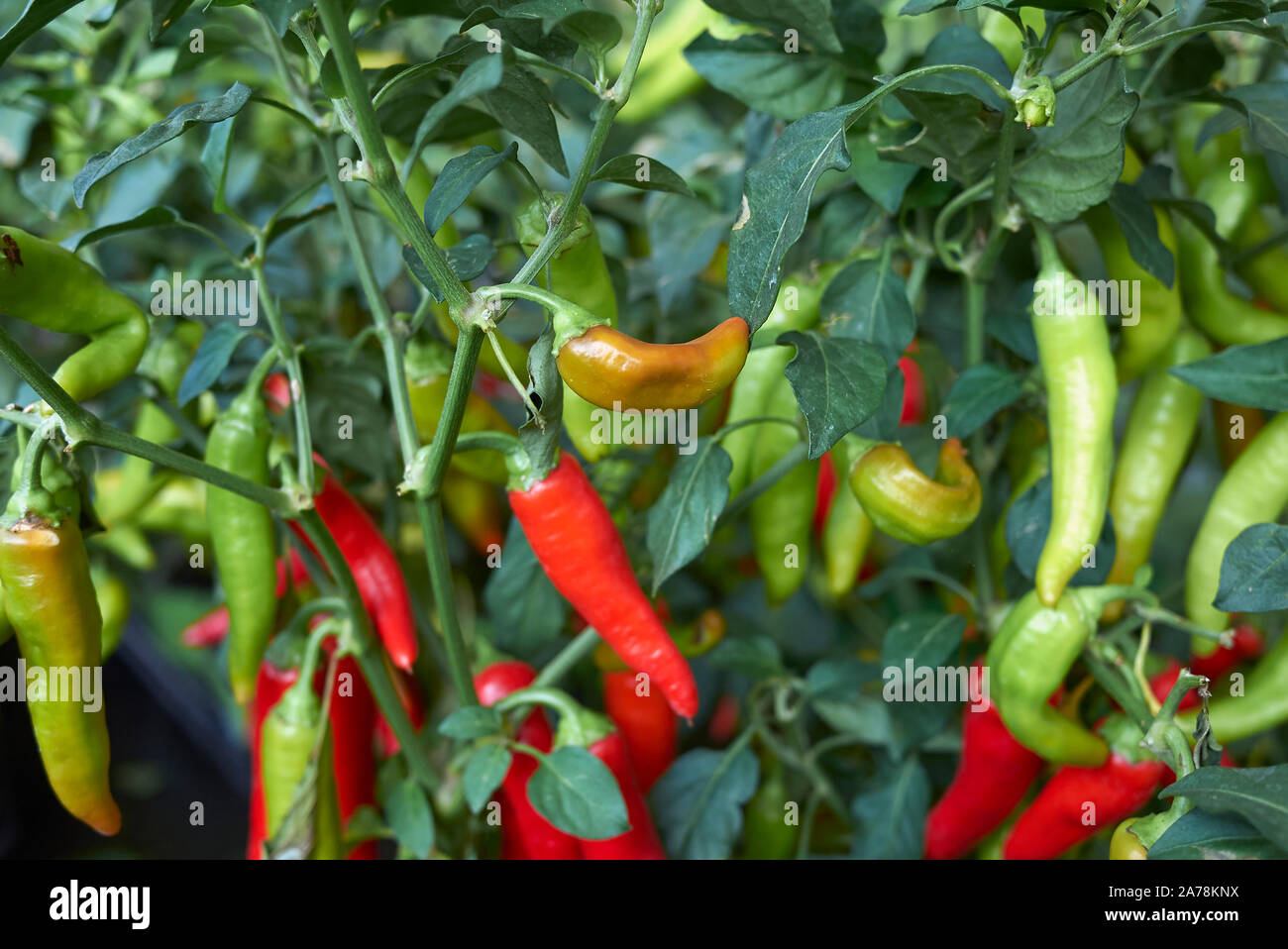 Capsicum annuum plants hires stock photography and images Alamy