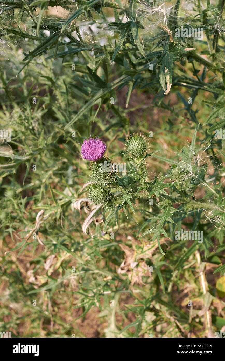 purple flowers and spiny leaves of Cirsium vulgare plant Stock Photo