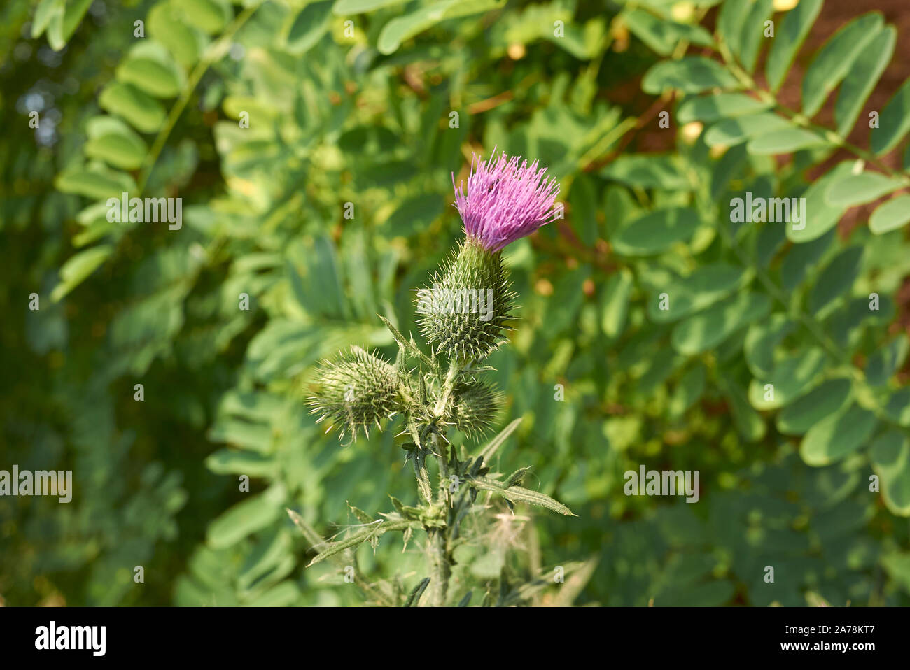 purple flowers and spiny leaves of Cirsium vulgare plant Stock Photo