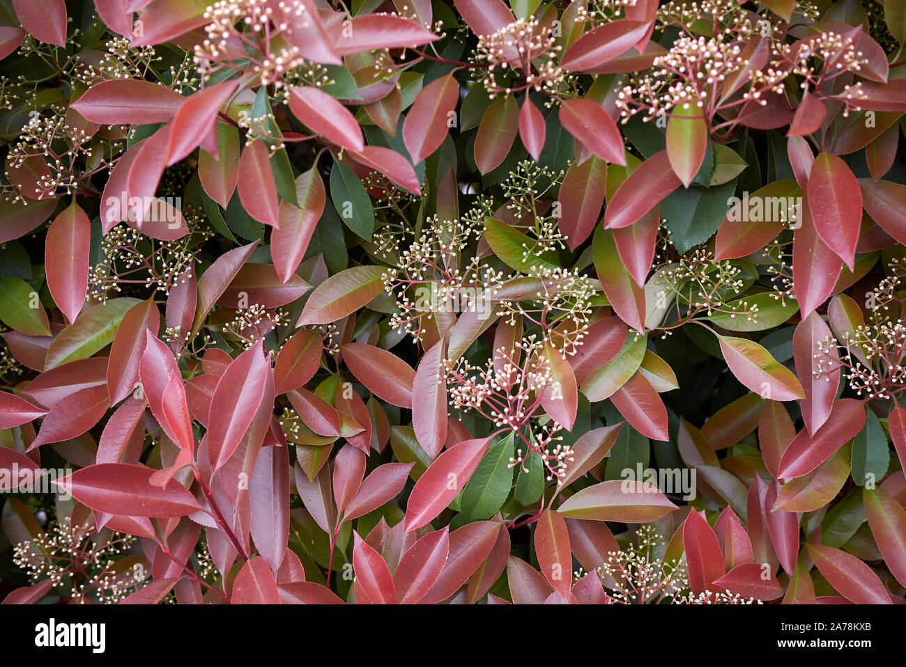 colorful foliage of Photinia shrub Stock Photo