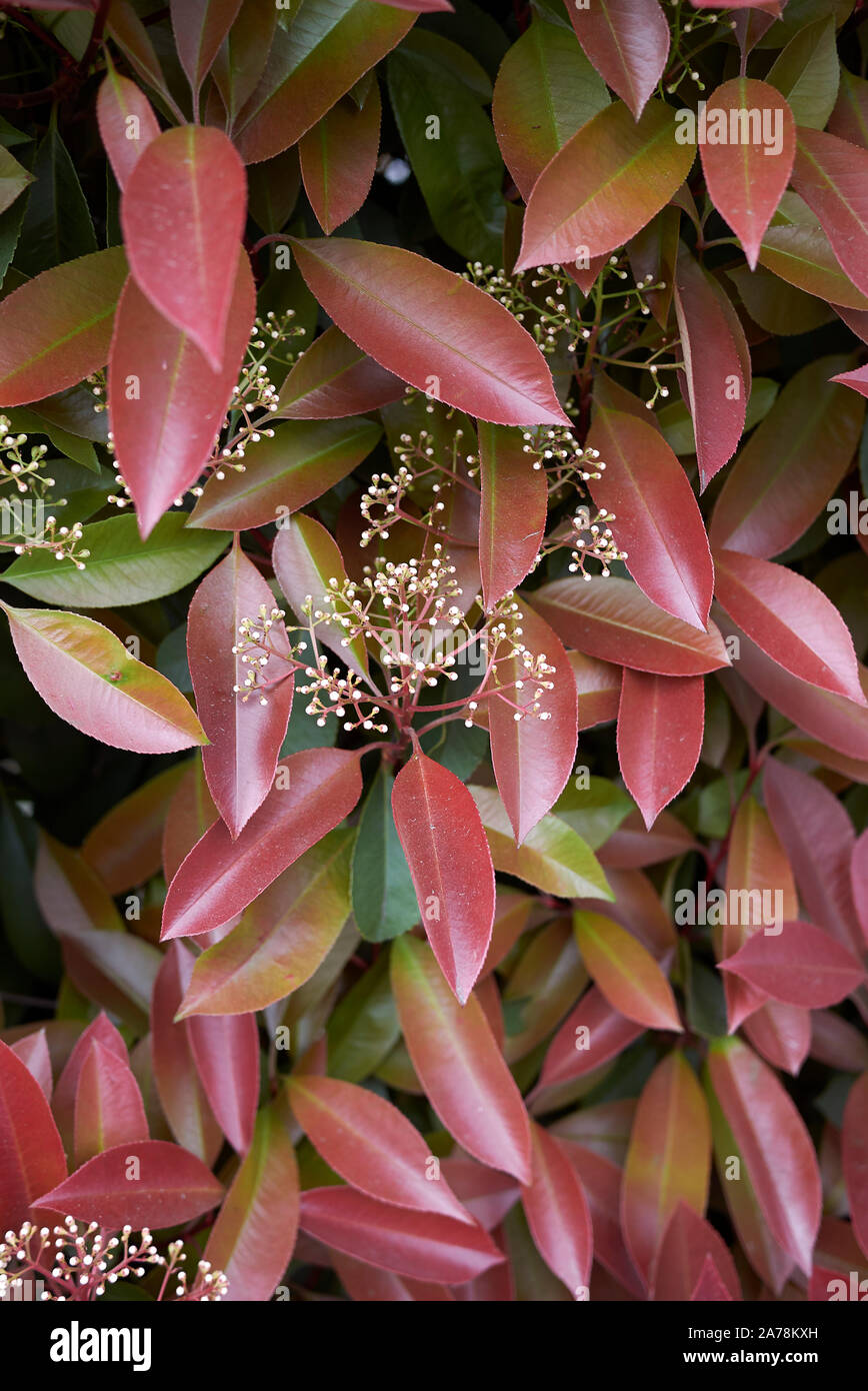 colorful foliage of Photinia shrub Stock Photo