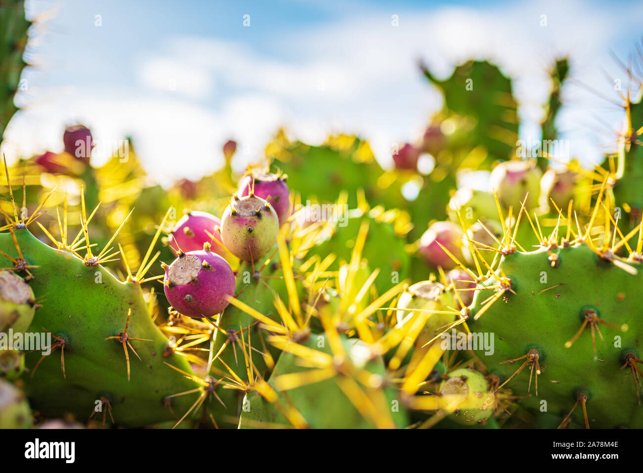 close-up of Opuntia ficus-indica, cactus pear or prickly pear, with red fruits against blue sky Stock Photo