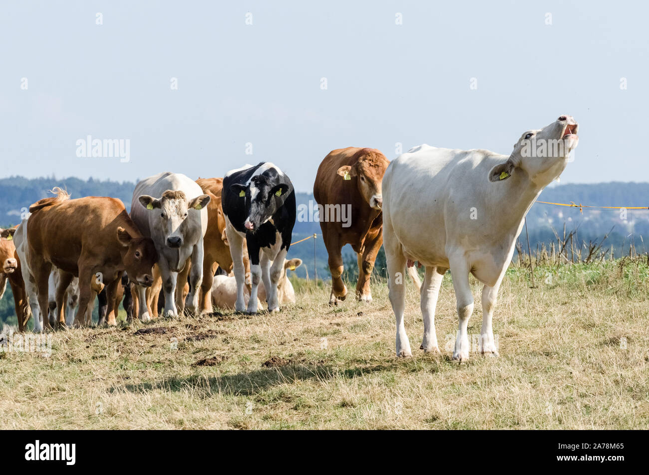Bos taurus, Cattle Livestock on a pasture in the countryside in Germany