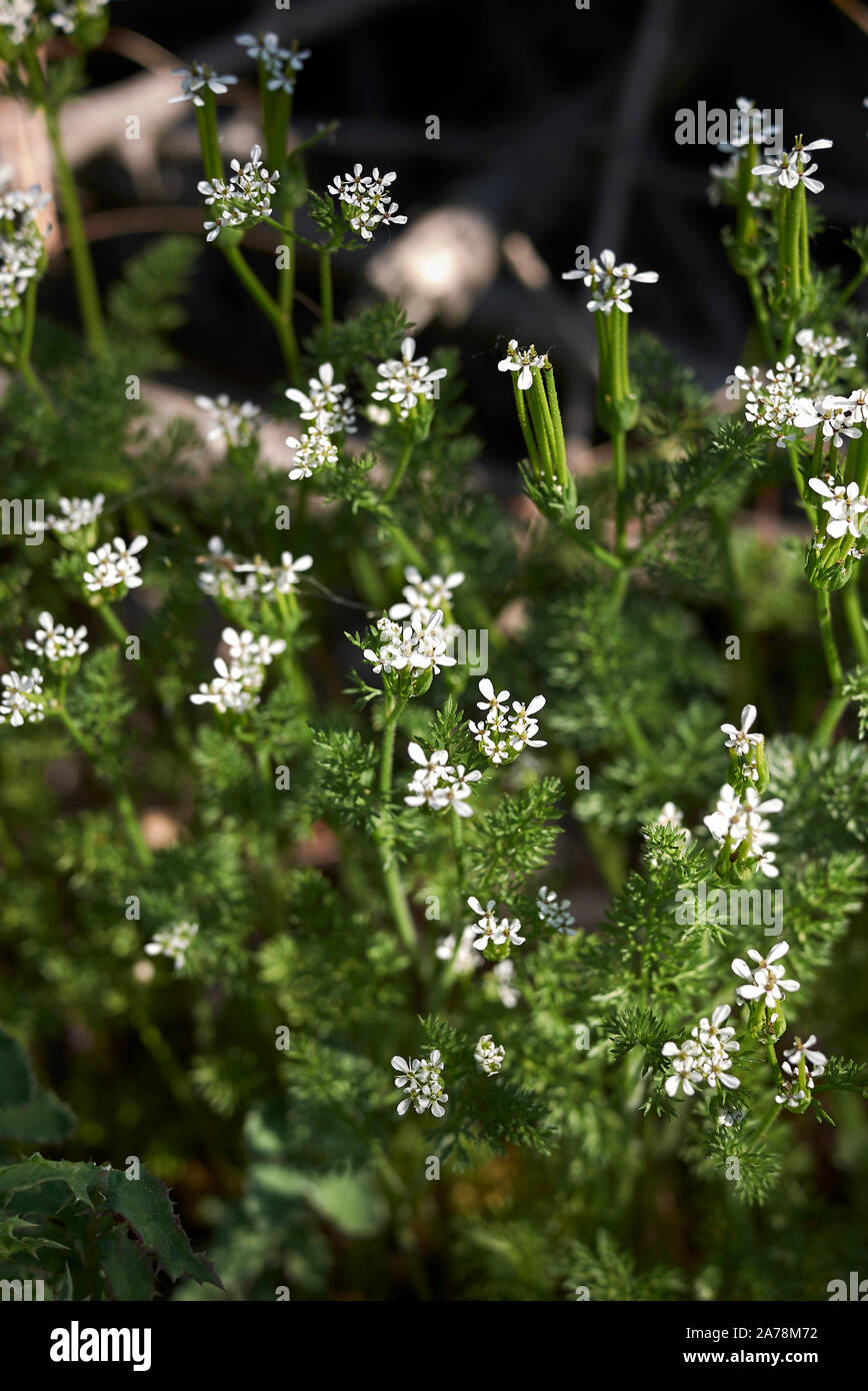 Scandix pecten-veneris with white flowers and fruit Stock Photo