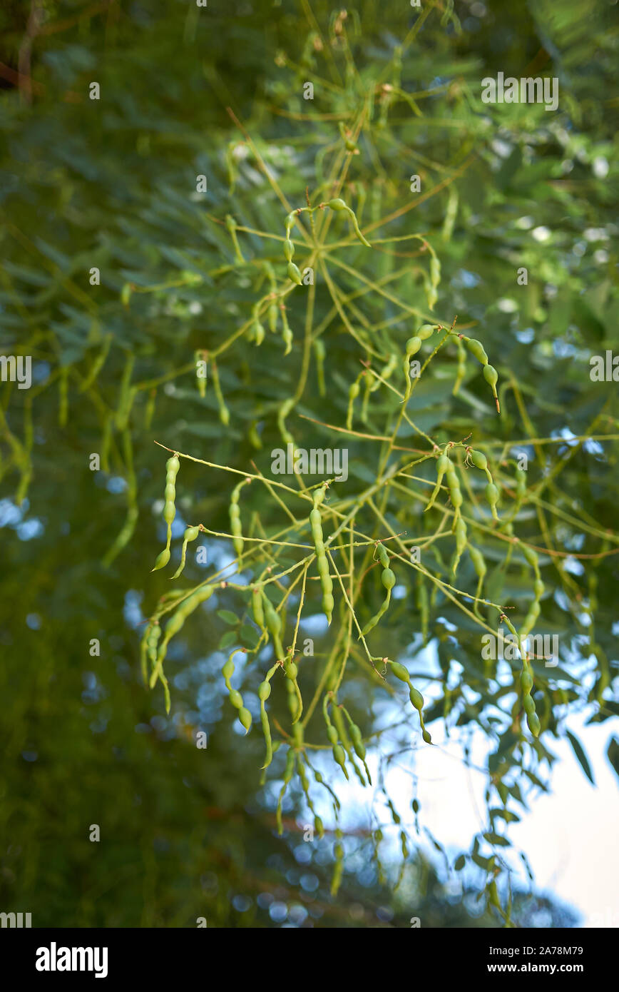 Styphnolobium japonicum branch with seed pods Stock Photo