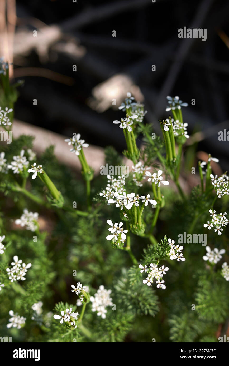 Scandix pecten-veneris with white flowers and fruit Stock Photo