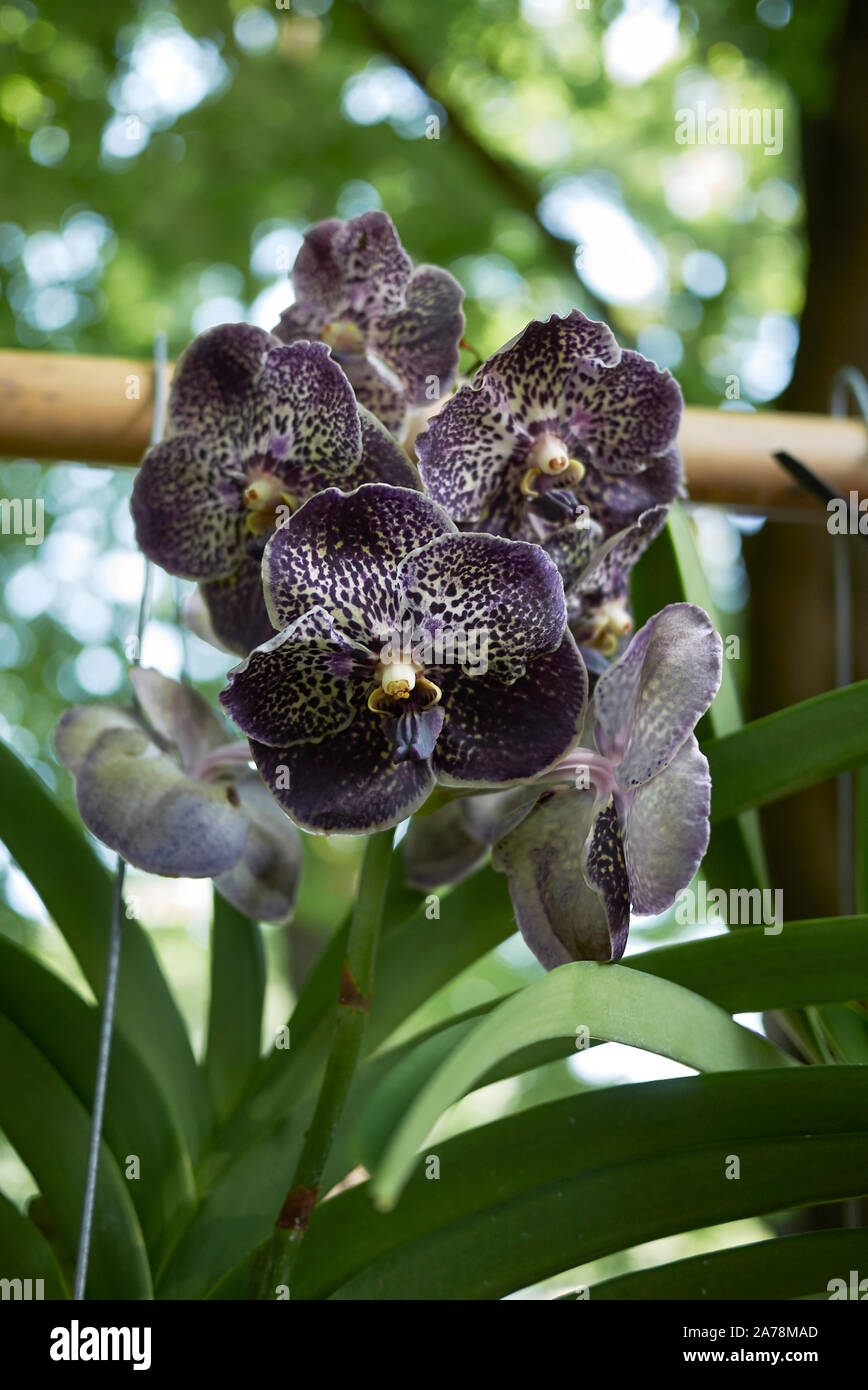 purple flowers of vanda coerulea orchid Stock Photo - Alamy