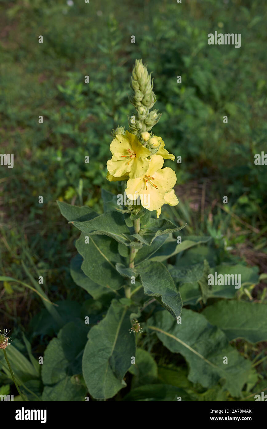 yellow flowers of Verbascum thapsus plant Stock Photo