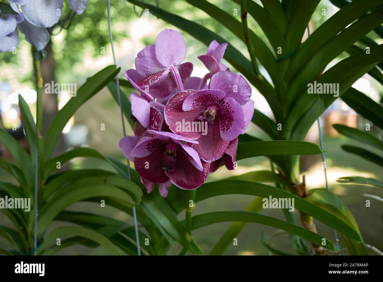 purple flowers of vanda coerulea orchid Stock Photo