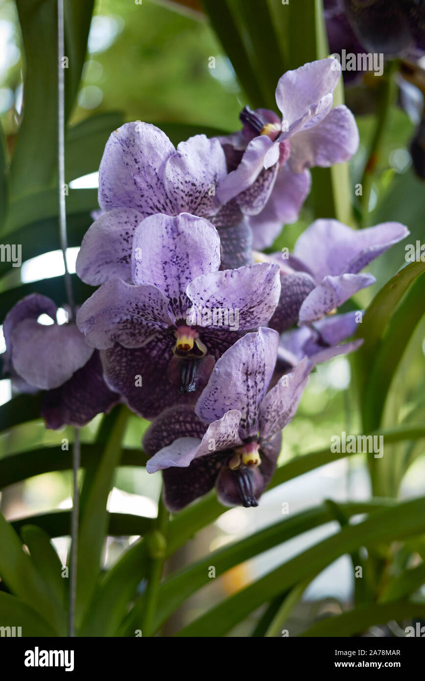 purple flowers of vanda coerulea orchid Stock Photo