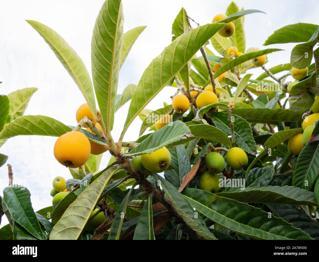 detail of common medlar ( mespilus germanica) organic  fruits almost ripe Stock Photo