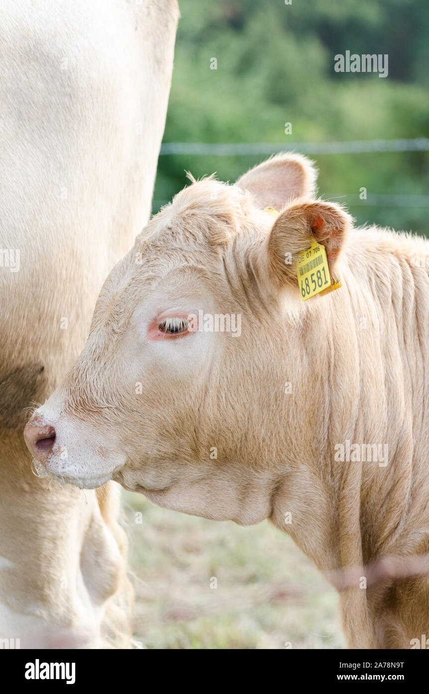 Bos taurus, Cattle Livestock on a pasture in the countryside in Germany