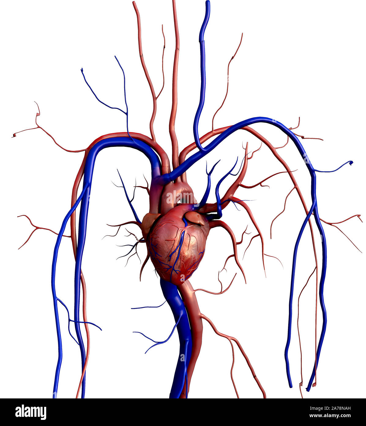 Heart model, Human heart model, Full clipping path included, Human