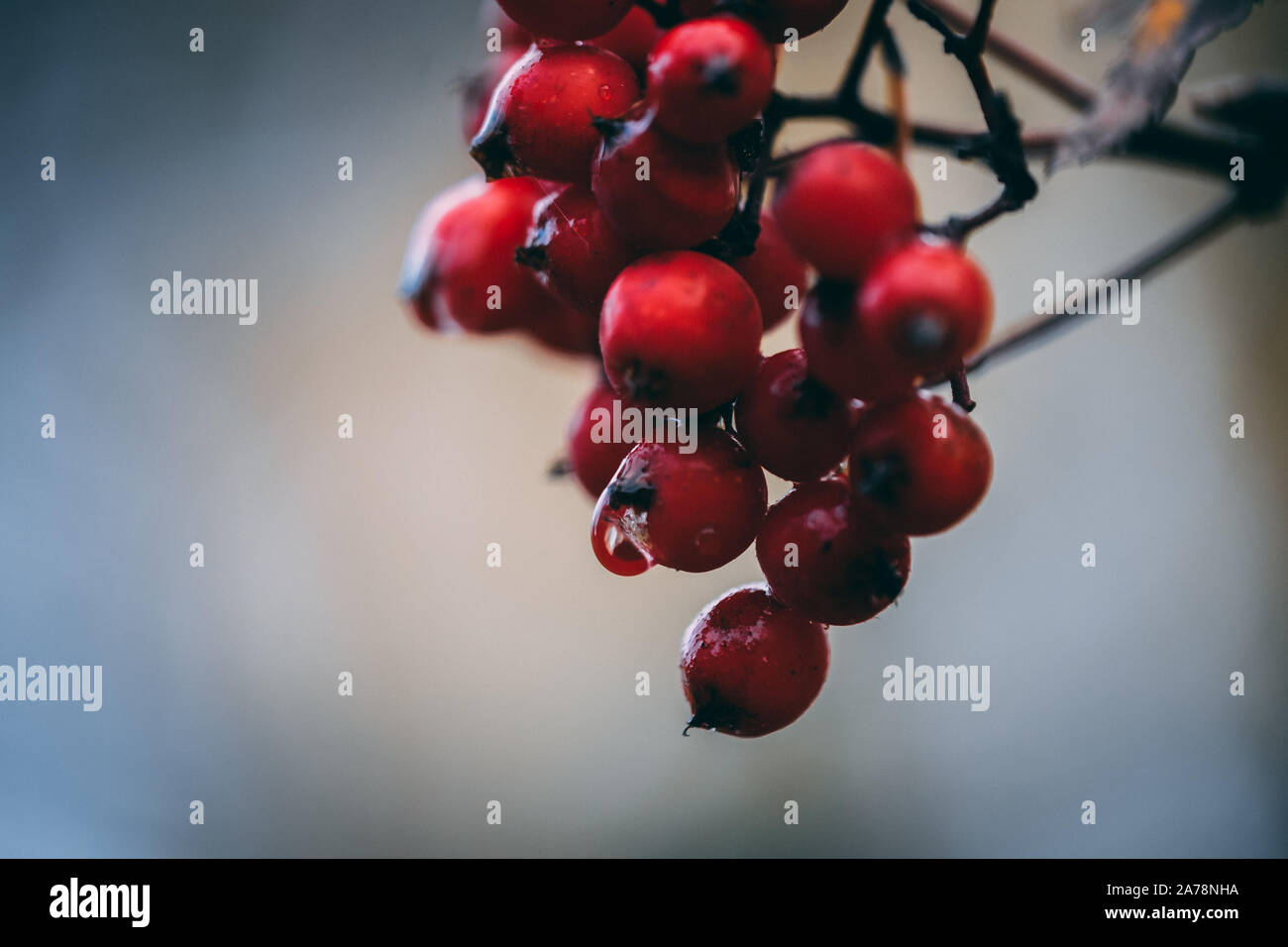 Rowan berry tree with reflective water drop hanging from one of the
