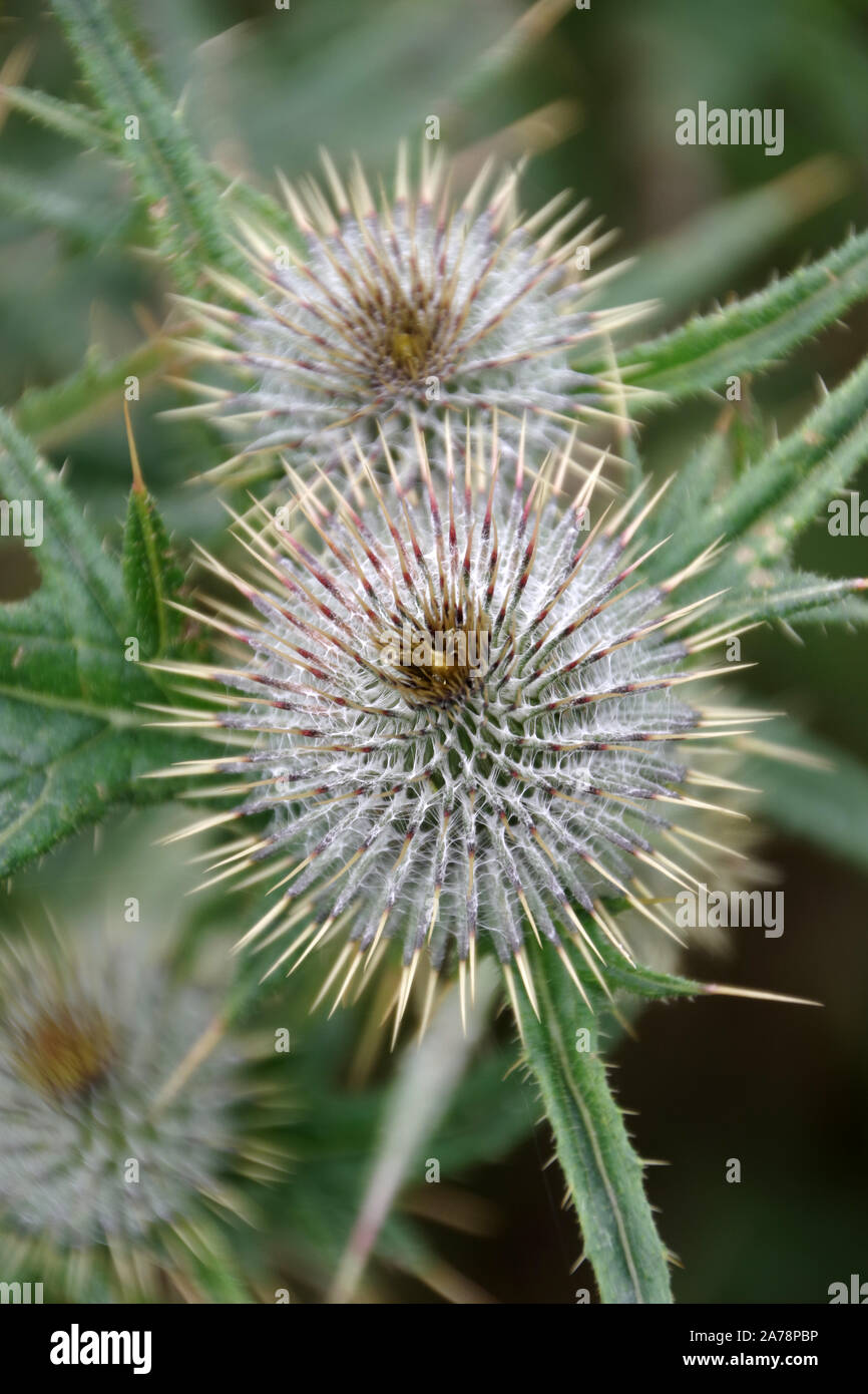 Thistles dying down for the winter. Stock Photo