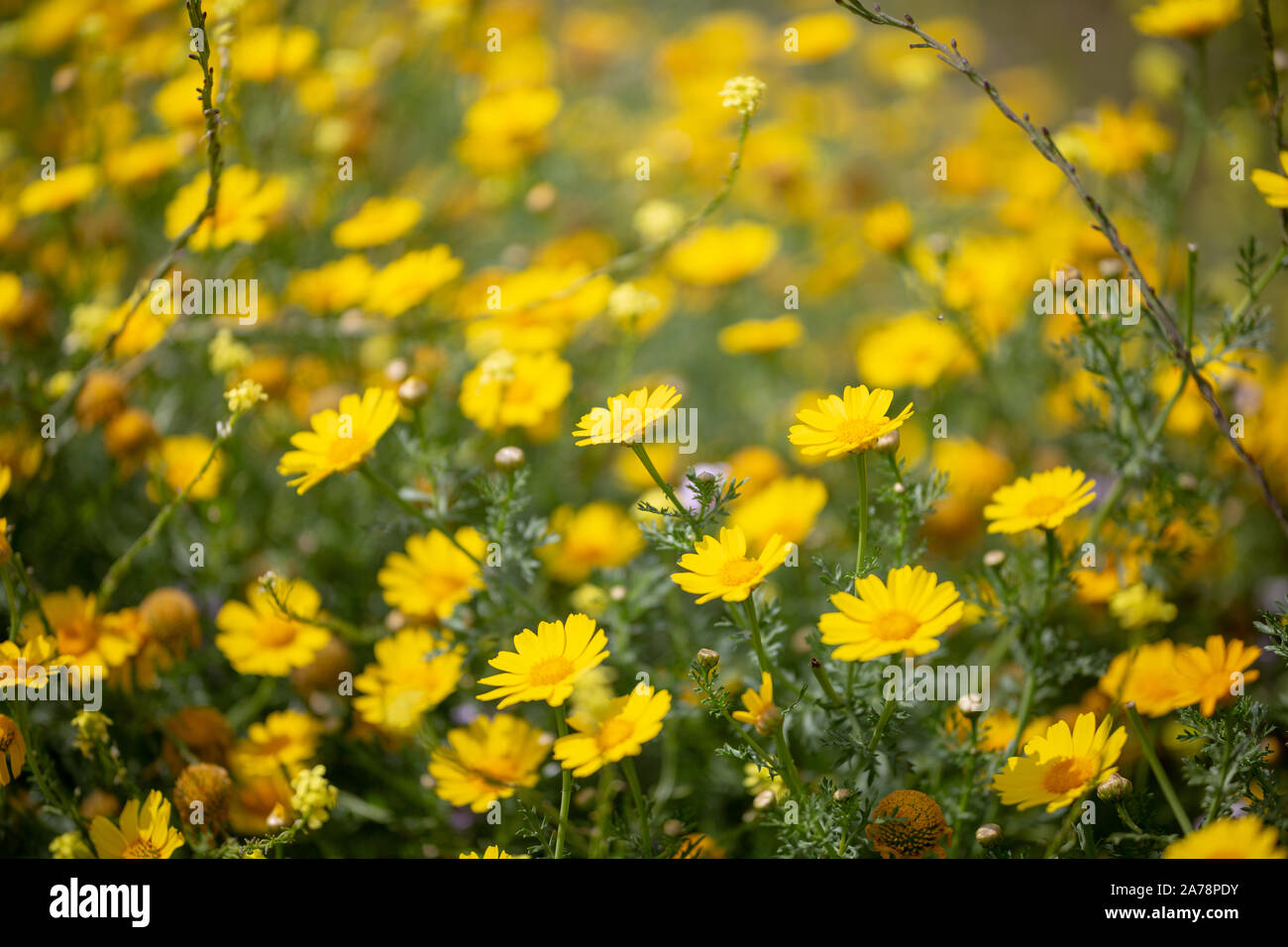 Field of yellow wildflowers Stock Photo - Alamy