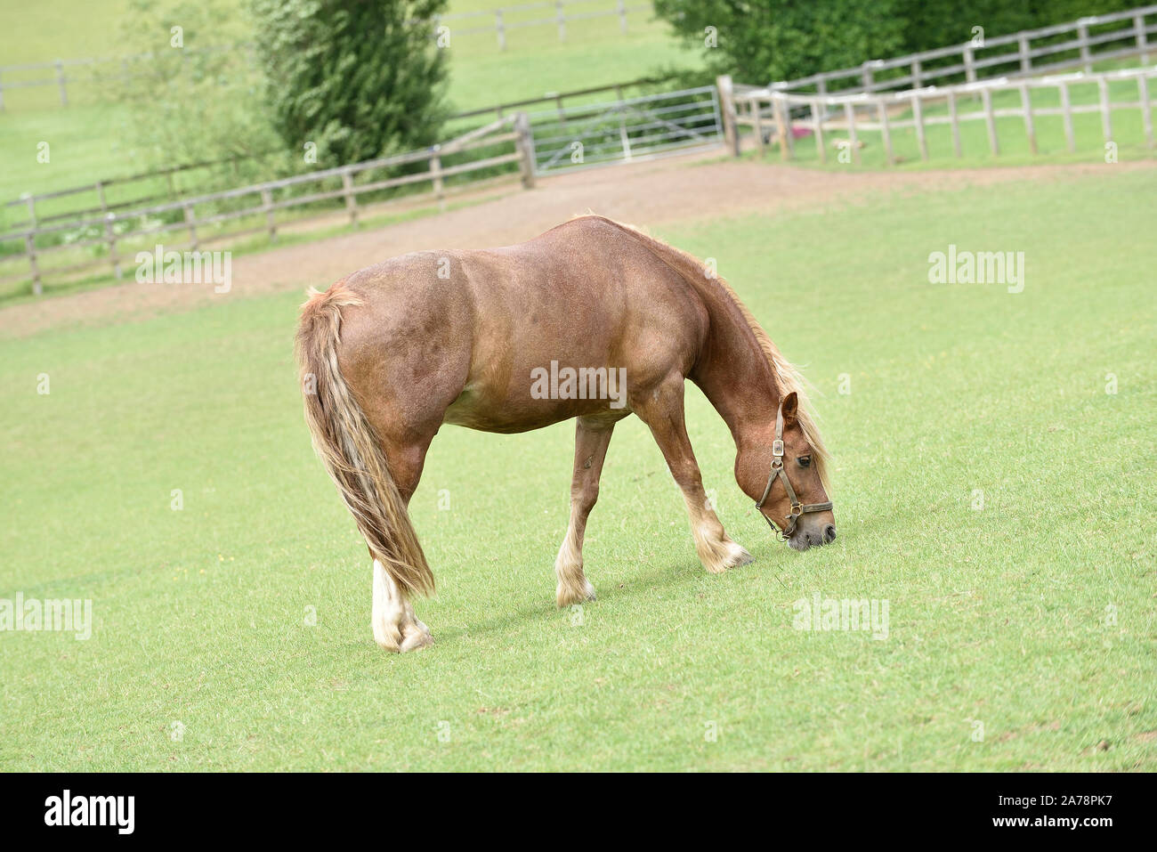 Horse tail horses tails hires stock photography and images Alamy