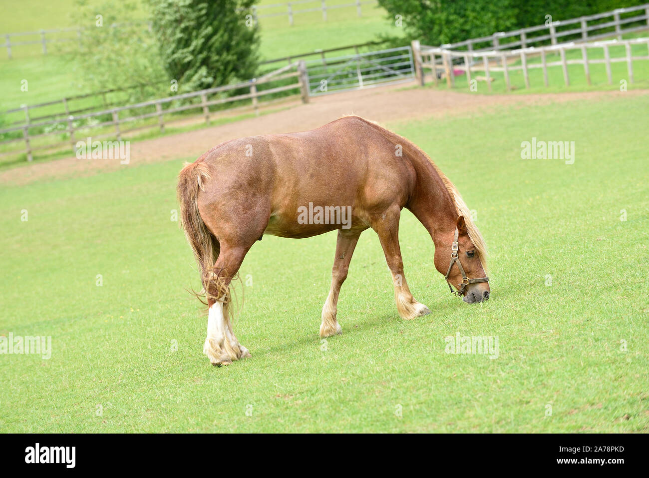 Horses grazing in a Field Stock Photo Alamy