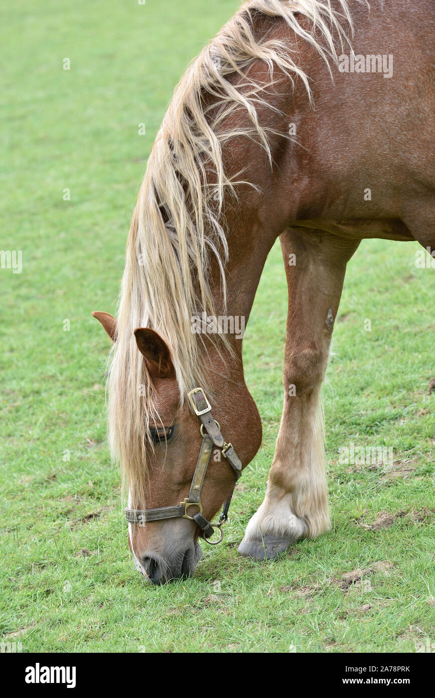 Horses grazing in a Field Stock Photo Alamy