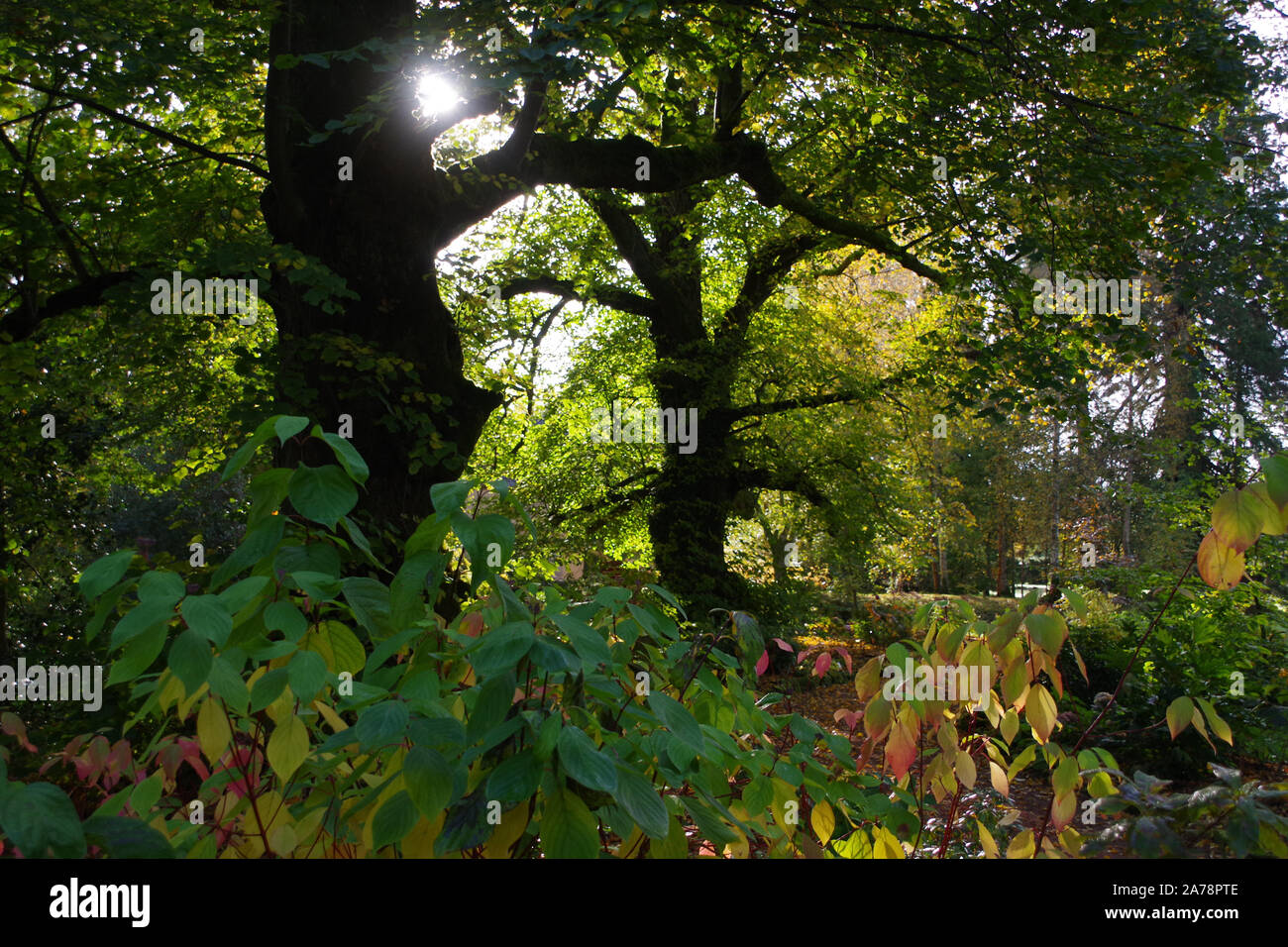 Sun shinning through the trees in the grounds of Dumfries House in Ayrshire. Stock Photo