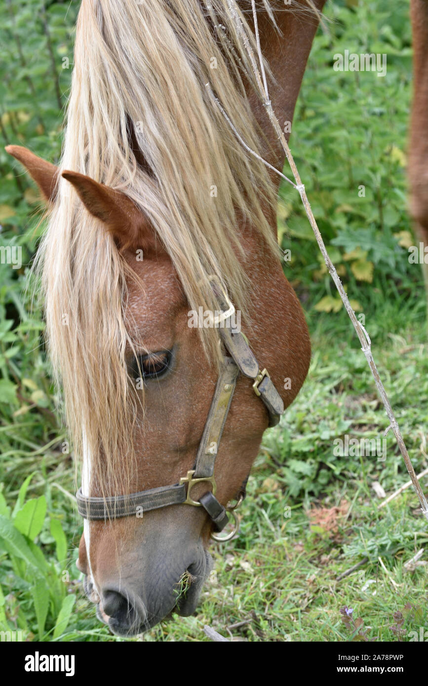 Horses grazing in a Field Stock Photo Alamy