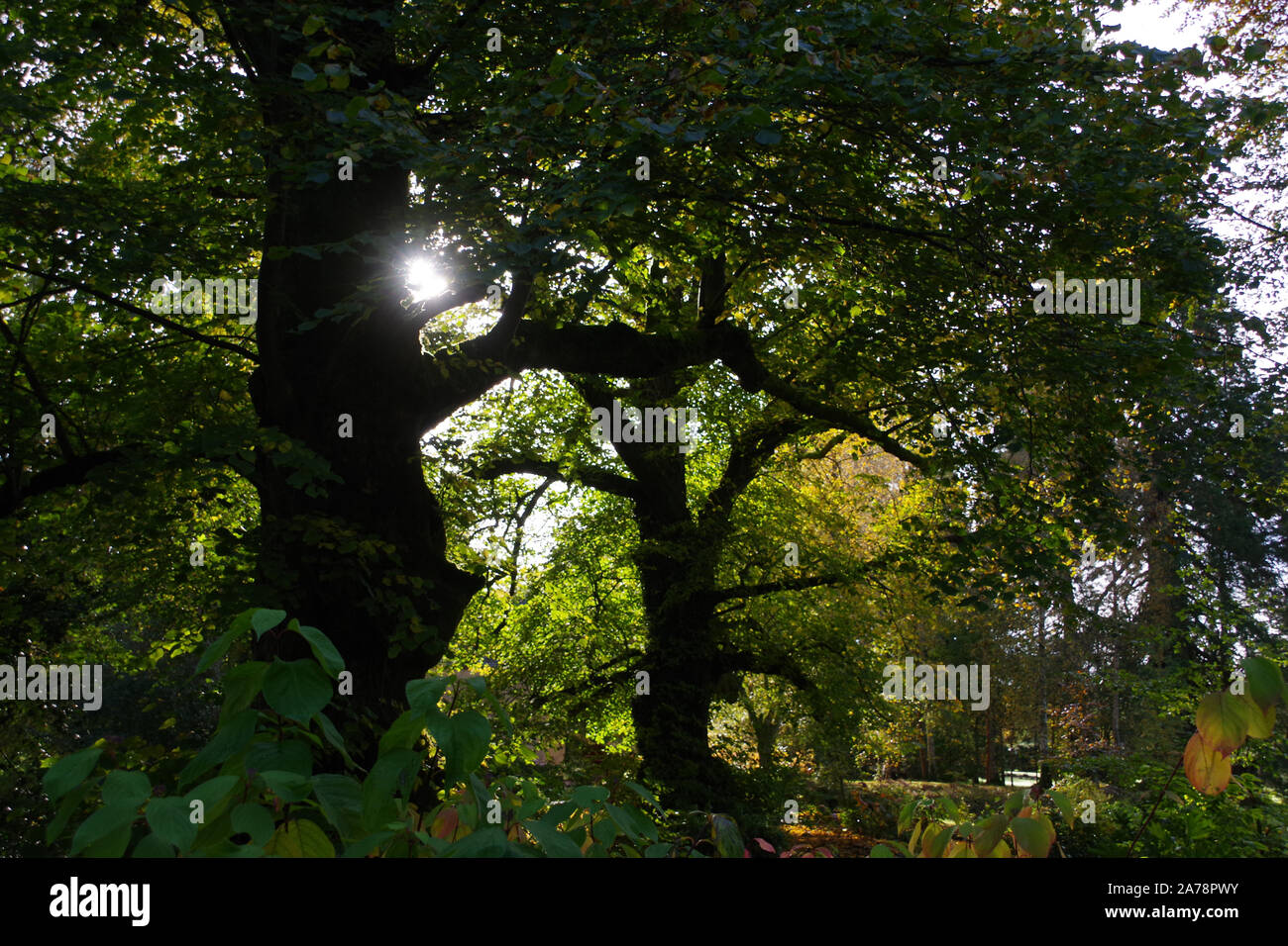 Sun shinning through the trees in the grounds of Dumfries House in Ayrshire. Stock Photo