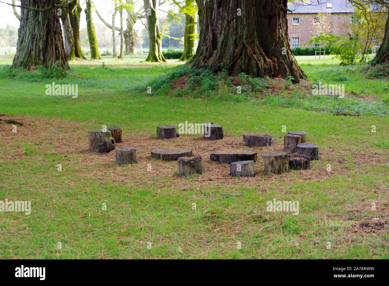 Fairy circle stumps on the grounds of Dumfries House in Ayrshire. Stock Photo