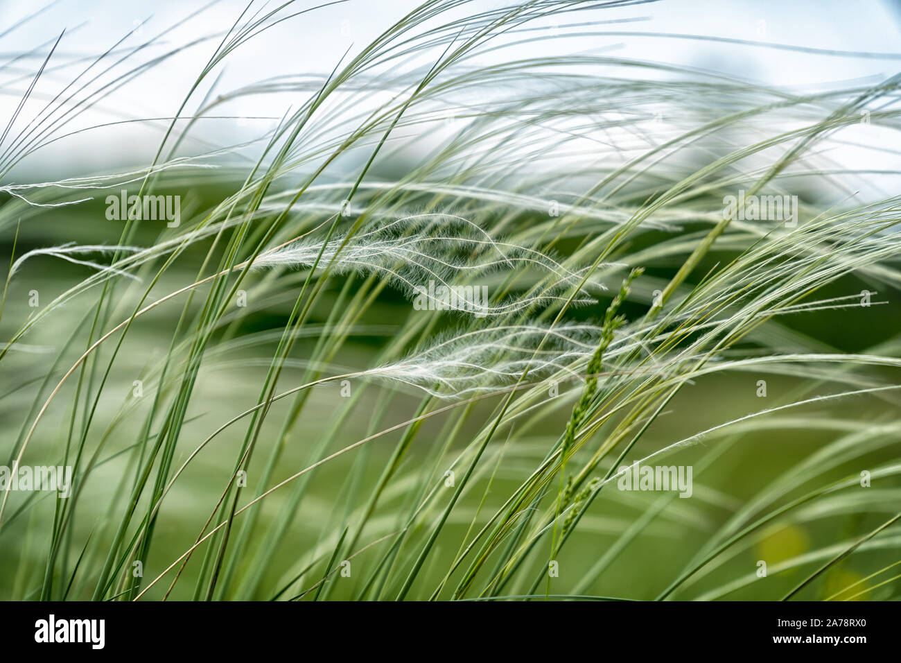 Feather Grass in the meadow inflates the wind. Needle Grass, Nassella tenuissima. Selective focus Stock Photo