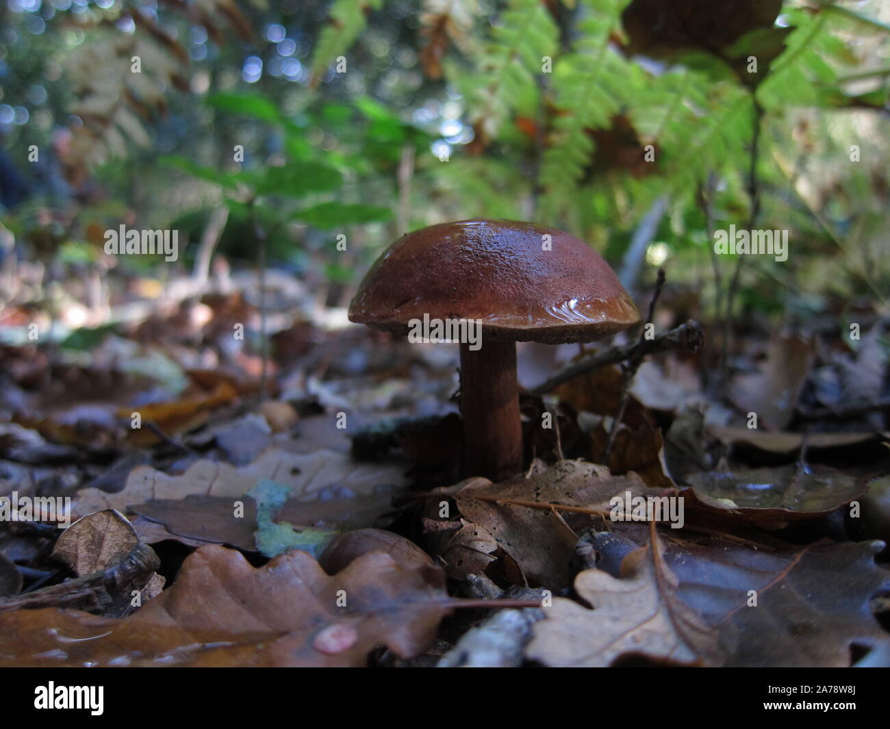 Bolet hi-res stock photography and images - Alamy