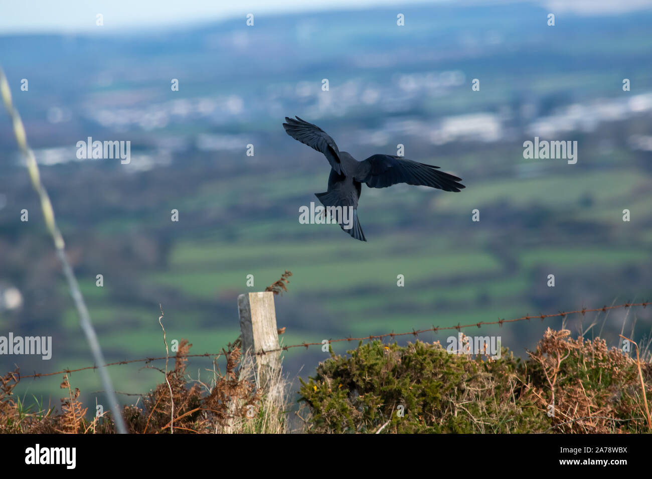 Crow landing hires stock photography and images Alamy