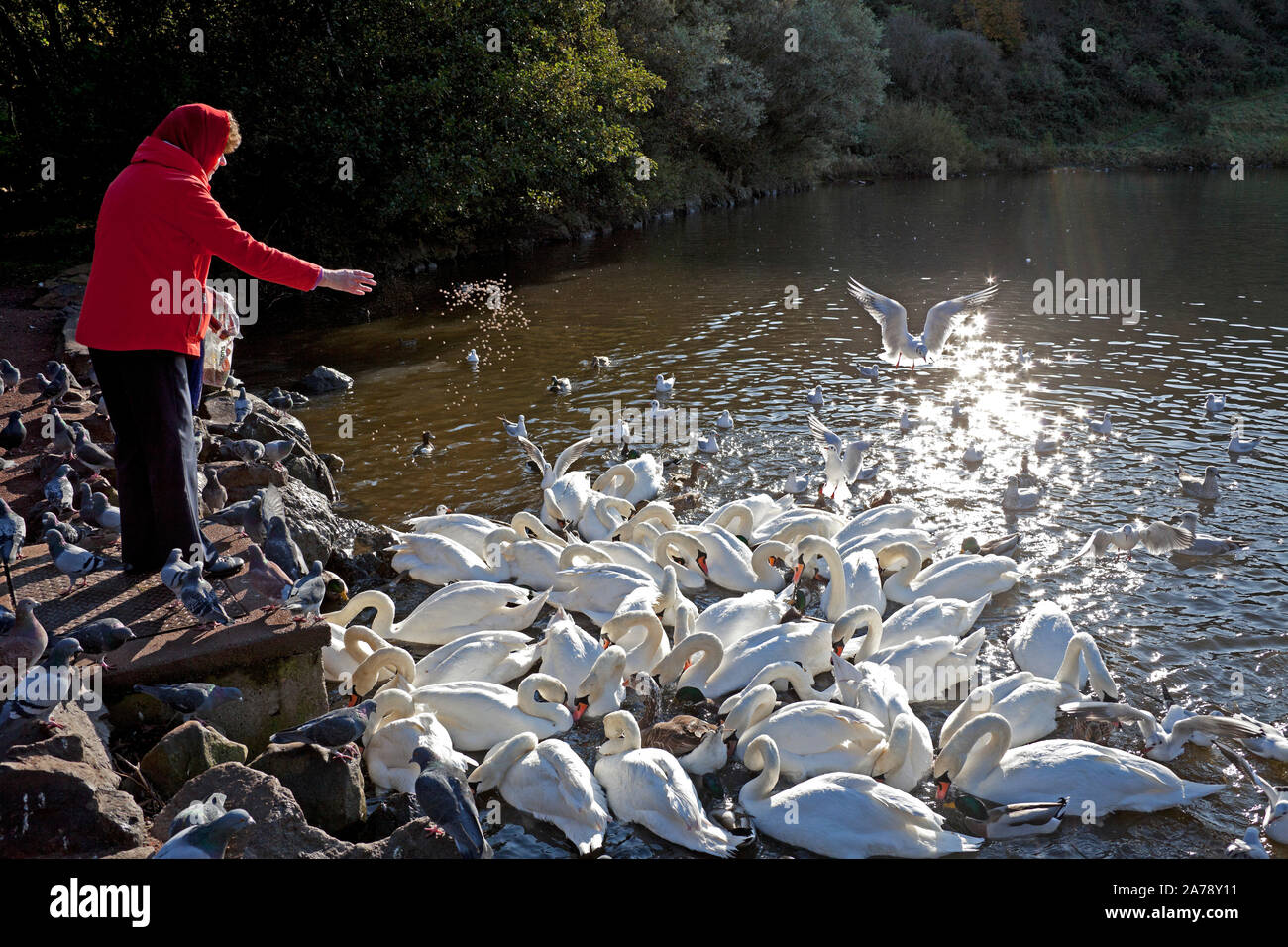St Margarets Loch, Edinburgh, Scotland. 31st October 2019. UK weather, in this cold weather of 6 degrees the Queen's Mute swans and others appreciate supplementary beneficial feeding of grain and vegetables from a kind lady pictured in a red jacket and head scarf in Holyrood Park. Park Rangers warn against feeding just white bread as it is claimed to have no nutritional value and it can cause arthritis and birth defects. Credit: Arch White/Alamy Live News. Stock Photo