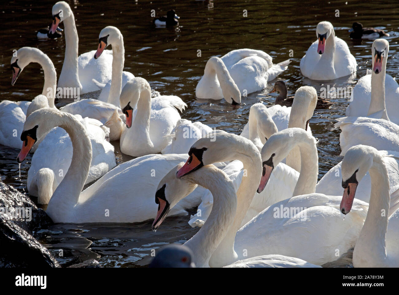 St Margarets Loch, Edinburgh, Scotland. 31st October 2019. UK weather, in this cold weather of 6 degrees the Queen's Mute swans and others appreciate supplementary beneficial feeding of grain and vegetables in Holyrood Park. Park Rangers warn against feeding just white bread as it is claimed to have no nutritional value and it can cause arthritis and birth defects. Stock Photo