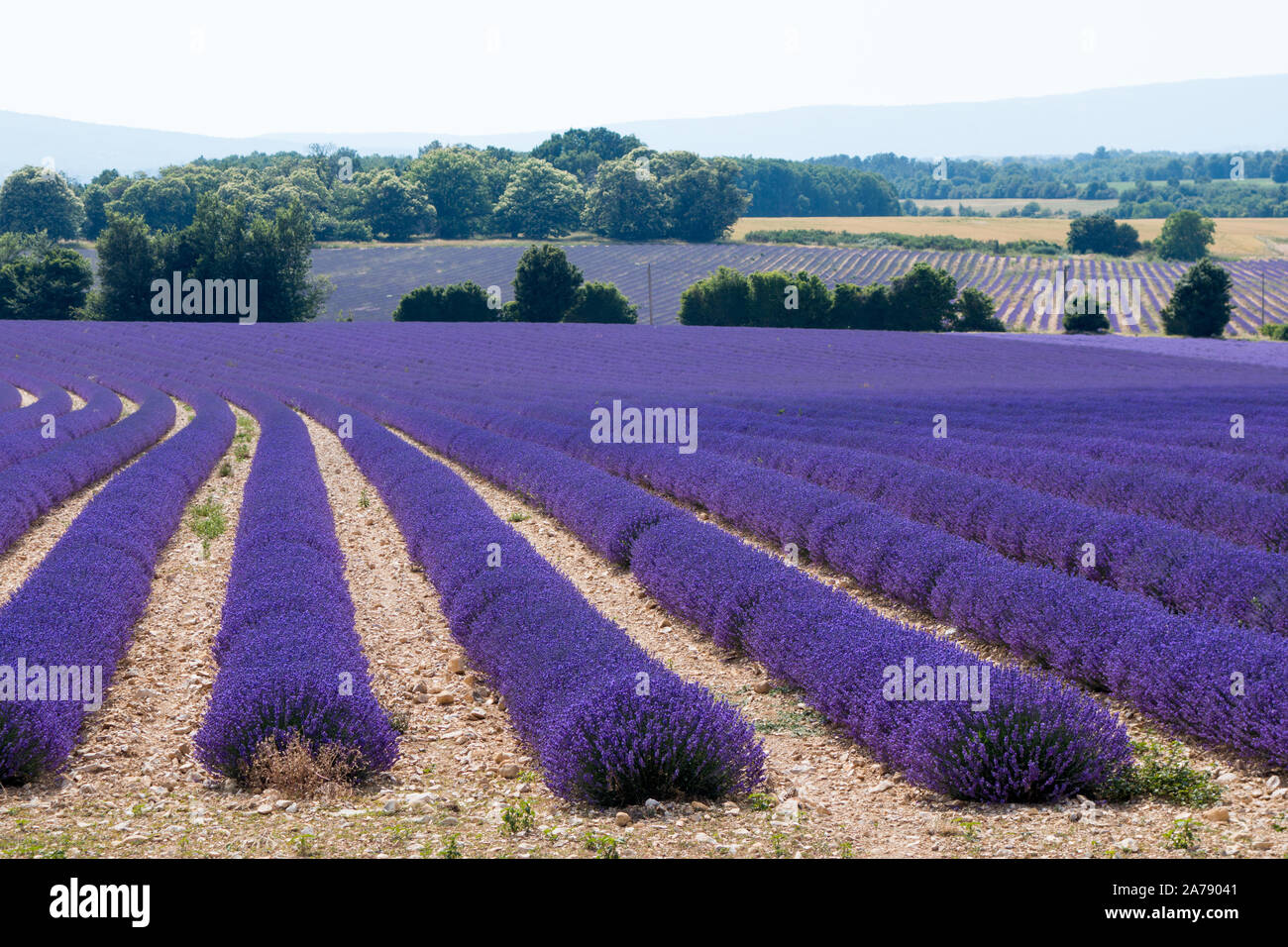 Lavender fields in bloom in Provence Southern France Stock Photo Alamy