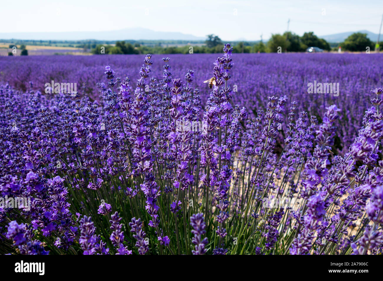 Lavender fields in bloom in Provence Southern France Stock Photo Alamy