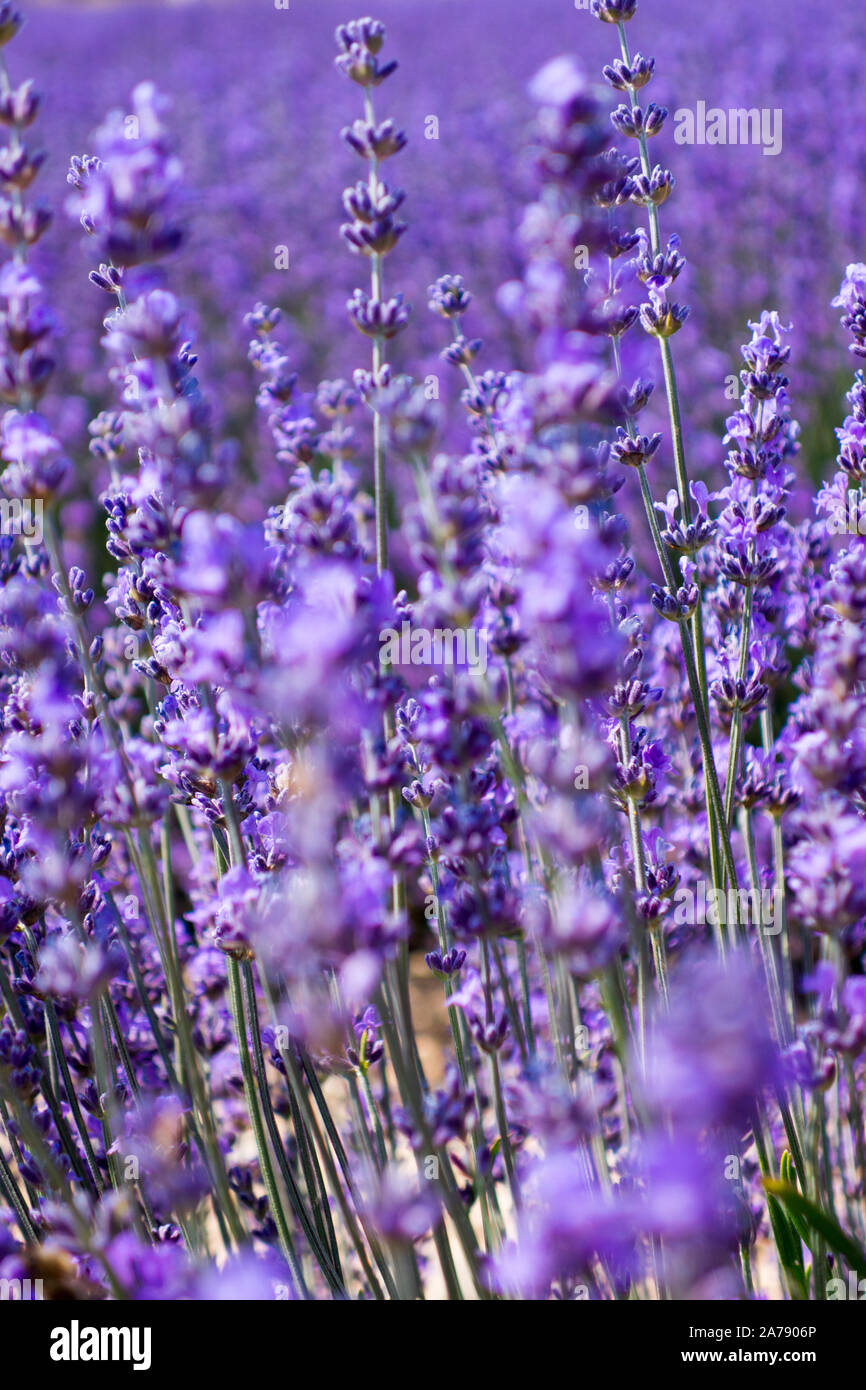 Lavender fields in bloom in Provence Southern France Stock Photo
