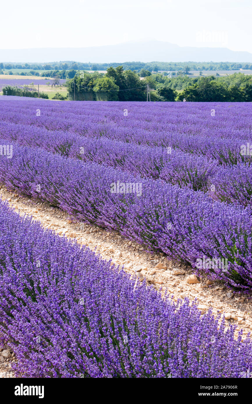 Lavender fields in bloom in Provence Southern France Stock Photo
