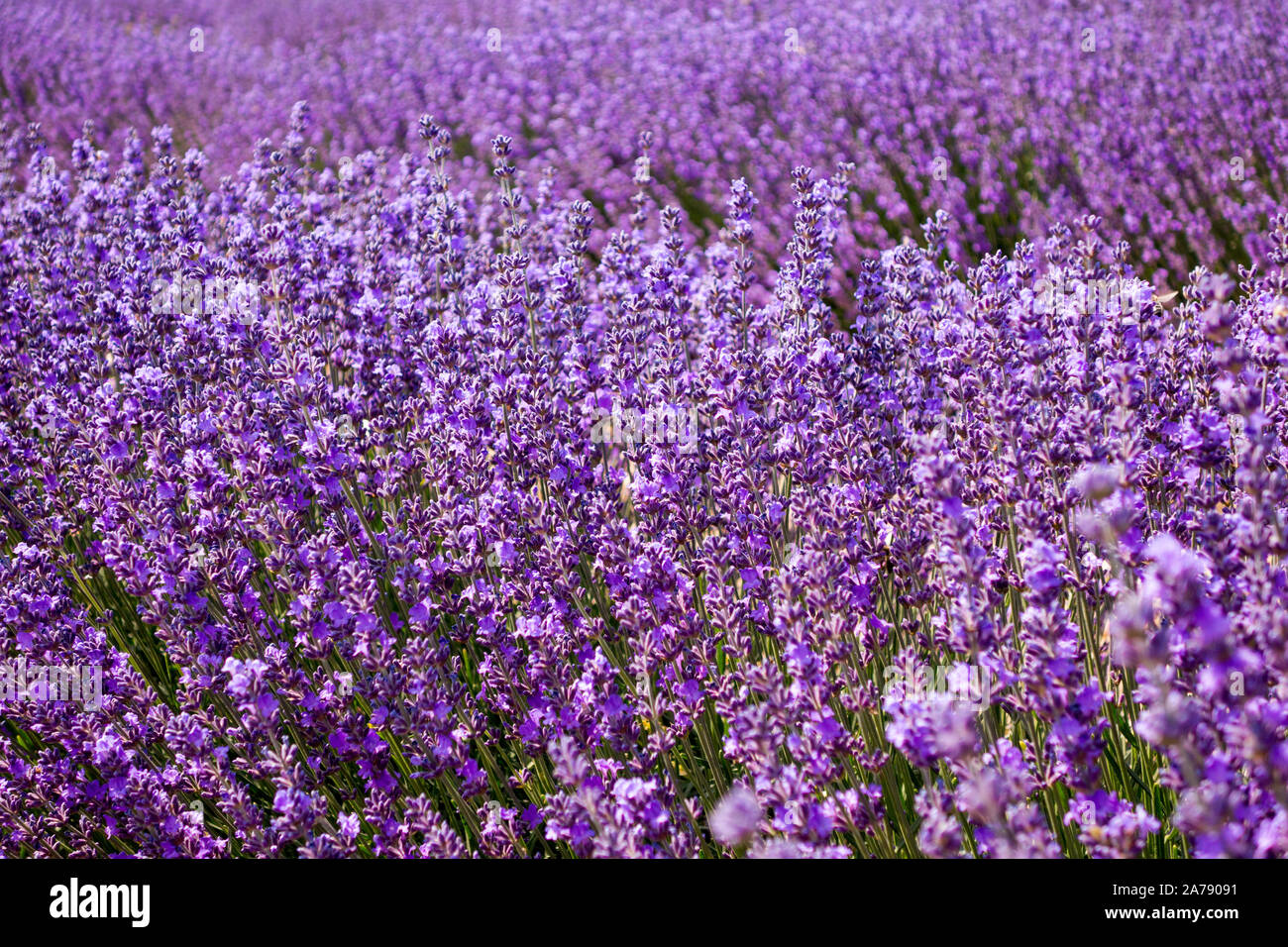 Lavender fields in bloom in Provence Southern France Stock Photo Alamy