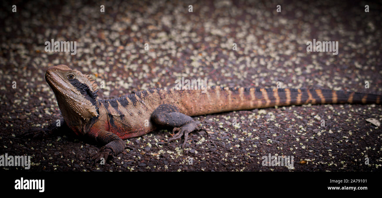 Australian Male eastern water dragon Physignathus lesueurii lizard Stock Photo