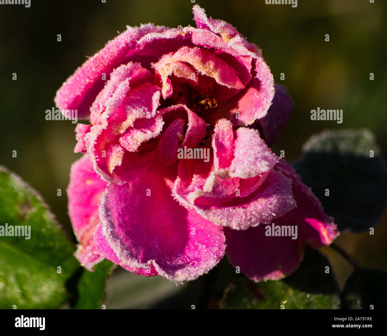 Warm pink rose hi-res stock photography and images - Alamy