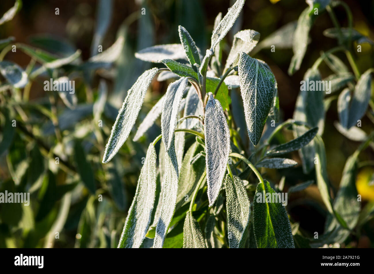 hoar frost on green sage leaves in October frost and warm morning light Stock Photo